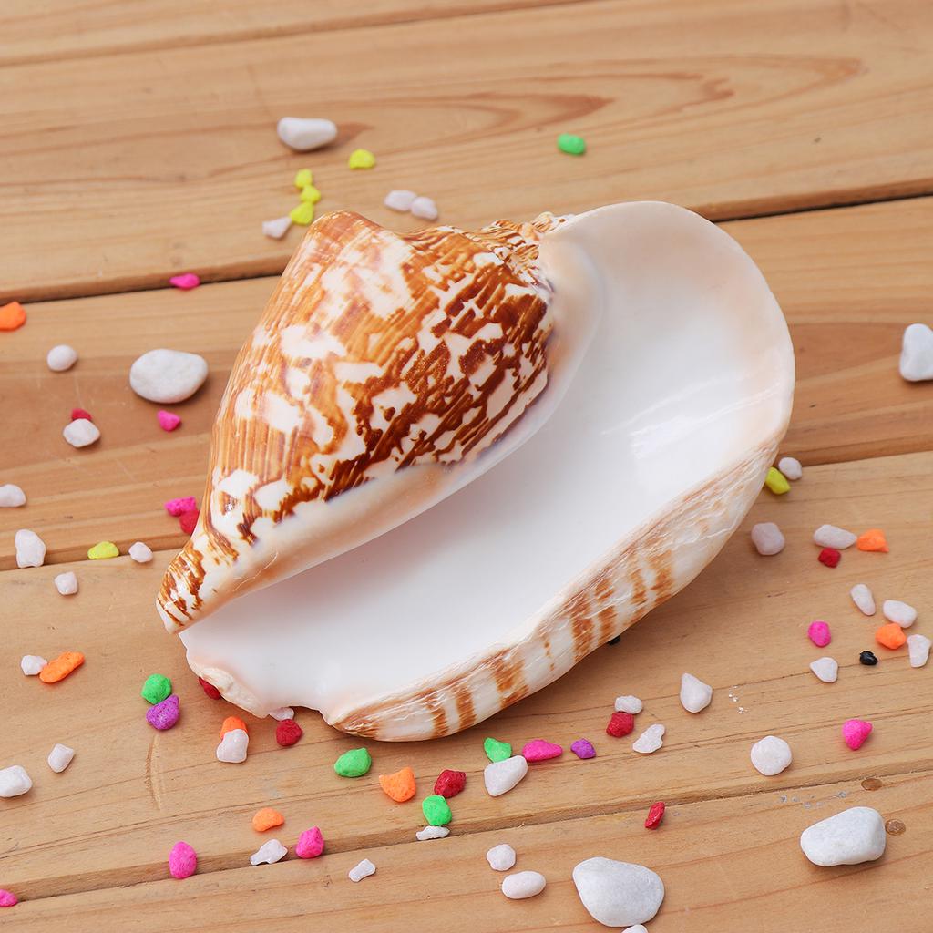 Murex Pecten Shell Natural – 10-13cm Sea Snail Conch Coral For Home Decor, Aquarium, Ornament Large Fish Tank Decor - Foto 4