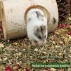 Herbal Tea Polyphenols Small Pet Bedding & Deodorant: Golden Bear Sawdust, Coconut Soil, Urine Sand, Dry Moss for Cage and Landscaping