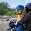 Hübscher verstellbarer Hundekopfschutz Komfortabler Sitz Einfarbige Haustier-Motorradhelme Kunststoff-Sicherheits-Hundehelm Sicherheitsausrüstung