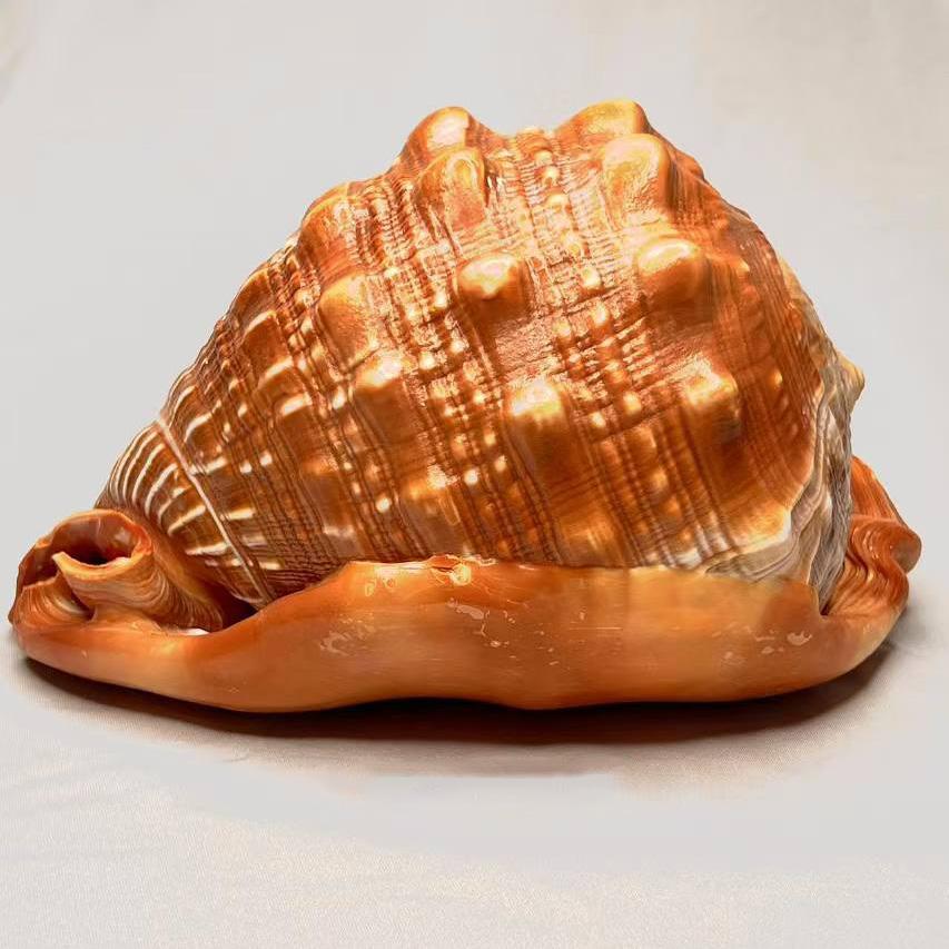 Natural Shell Conch Ornament For Fish Tank DIY Craft Accessories Home Decor