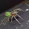 Kit de Modelo de Aranha Mecânica DIY Metal Puzzles 3D Insetos Cyberpunk Montagem Criativa Artesanal Puzzles de Metal