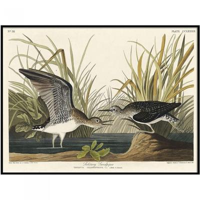 John James Audubon Solitary Sandpiper Framed Poster