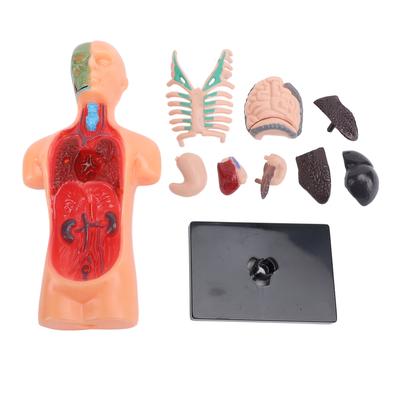 Human Body Model Skeleton Structure Educational Anatomy and Physiology Study Tools for Students Learning
