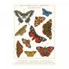 Tall Boy Prints Butterflies and Moths Print