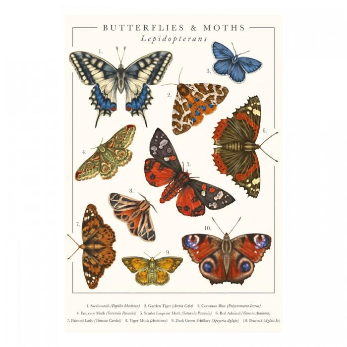 Tall Boy Prints Butterflies and Moths Print