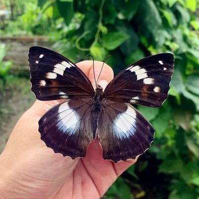 Echt Vlindervoorbeeld 3D Versiering/Ornament/Meubeldecoratie