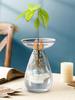 Avocado Hydroponische Vase Transparentes Pflanzenvermehrungsstation Glas Avocadobaum Blumenvase für Gartenliebhaber