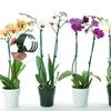 Plant Supports Water-Resistant Anti-Fade Easy To Install No Peculiar Smell Convenient Grow Upright Reusable Orchid Clip Fixing Stakes Home Supply