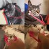 Face Massager Roller for Cat Silicone Massager Roller with Non-slip Grip