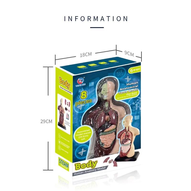 Human Torso Model, menneskekroppsmodell for barn brukt til studentundervisningsforskning, med tilhørende produktbrukerhåndbok