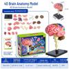Children's STEM Educational Human Skeleton Model Toy