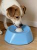 Cães – Louça para cães