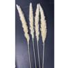 Preserved Small Dried Reed Rabbit Tail Flower Bouquet