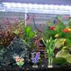 14pack Artificial Landscaping Plant Fish Tanks Decoration Natural Unique Plant for Home or Office Use