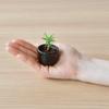 Seishin Pottery Mini Bonsai Red Pine for Independent Growing Pot Diameter Mini HACO Perfect for or Birthdays Spring/Autumn Palm-Sized Kit,