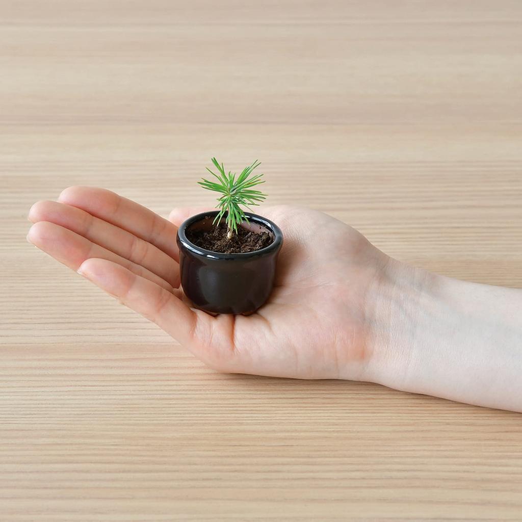 Seishin Pottery Mini Bonsai Red Pine for Independent Growing Pot Diameter Mini HACO Perfect for or Birthdays Spring/Autumn Palm-Sized Kit,