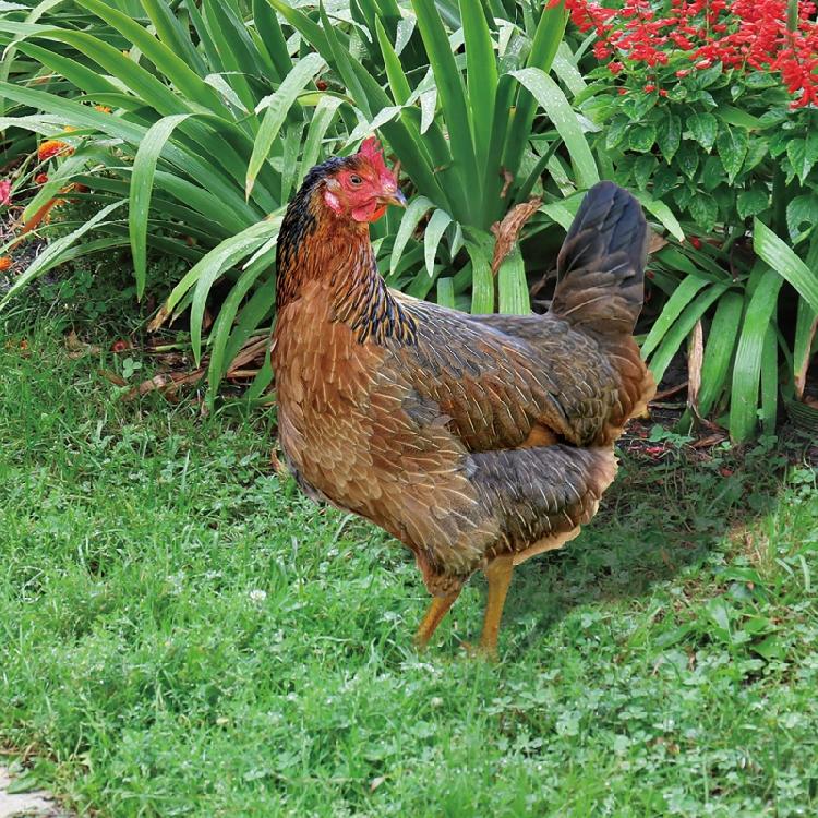 Chicken Garden Stakes Ornaments Garden Insert Yard Lawn Decoration Yard Signs