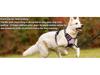 Dog Nylon Chest Harness and Leash for Large Pets