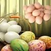 Painting Poultry Simulation Hen Breeding Educational Toy Easter  Egg Fake Eggs Artificial Eggs