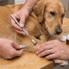 2PCS Dual Prong Shape Tick Remover Mini Size Pet Lice Tool Mite Removal Clip  Dog & Cat Grooming
