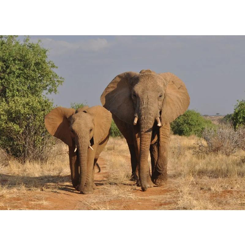 Elephant Baby Family Poster Print Modern Wildlife Animal Wall Art Canvas Painting Picture Nature Landscape for Living Roon Decor