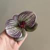 Butterfly Orchid Flower Hair Claw Women Elegant Ponytail Clip Shark Clip Acrylic Temperament Headdress Large Shark Clip Female