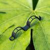 Plant Support Clips Plastic Clips for Securing Plants Reusable Plant Fixing Clips Garden Clips for Tomato Vine Climbing Plants Vegetables