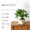 Photocatalytic Artificial Green Mini Houseplant, Tropical Houseplant, Money Tree, Ceramic Square Pot, Artificial Flower, Fake Plant, with Pot, Stylish