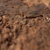 BioVirgin Cork Background Brown 30x30cm cork background for terrariums