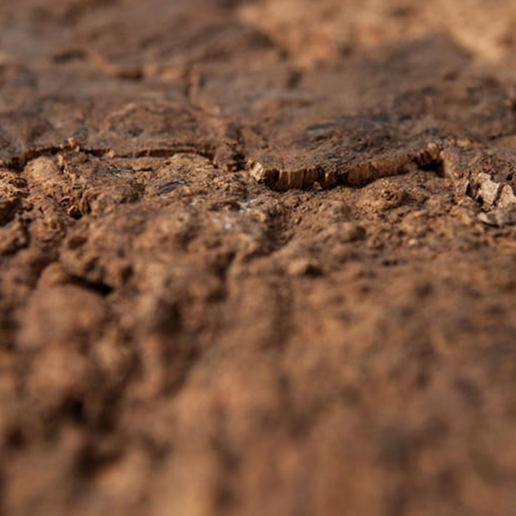 BioVirgin Cork Background Brown 30x30cm cork background for terrariums