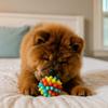 Funny Bite Resistant Dog Elastic Ball Colorful High Elastic Dog Tooth Cleaning TPR Pet Chewing Training
