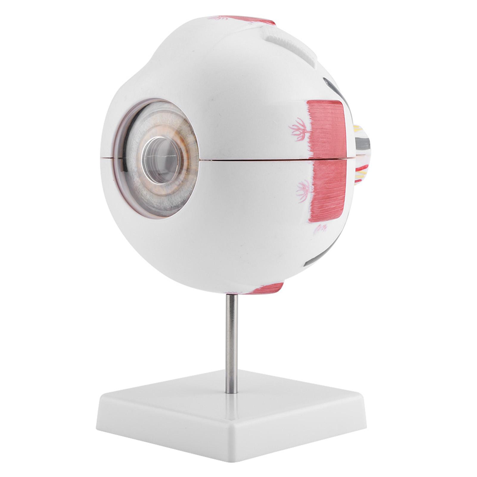 

Magnification 6X Removable Human Eye Eyeball Model for Anatomy Study Teaching