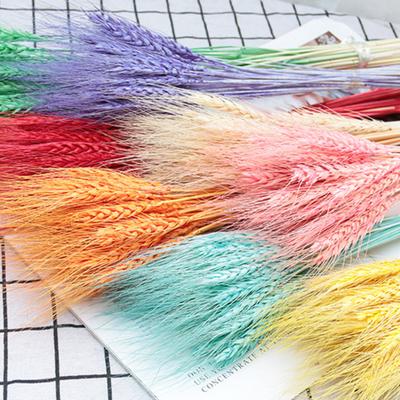 Praktisches getrocknetes Hafergras, lebendig, kein Wasser nötig, rustikal