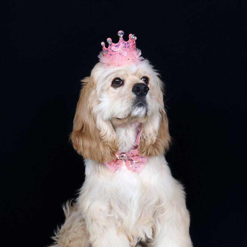 Pet Birthday Hat Bib Party Hat Cat Puppy Lace Saliva Towel Dog Bandana Scarf Dog Birthday Dress Up Photography Props Supplies