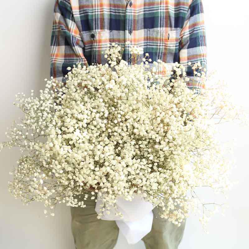 Eternal Gypsophila Bouquet: Color-Absorbing Ilocos Flowers for DIY Floral Arrangements and Wedding Decorations