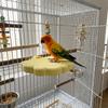 Wear Resistant Bird Resting Platform Cloud Shape Beak Grinding Stand Hopping Stand  Cockatiel