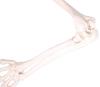 Monolife Human Anatomy Model, Upper Limb Bones, Humerus, Forearm, Wrist, Hand Bones, Life-Size, 73cm, Wired Model, Left Hand