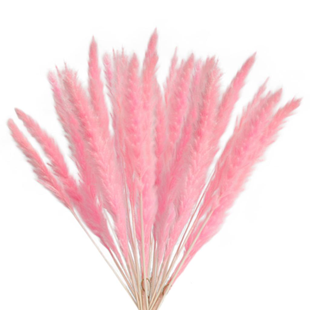 Getrocknetes Pampasgras Natur Schilf Trockenblumen Getrocknetes Pampasgras Blumenstrauß für Boho Wohndekor