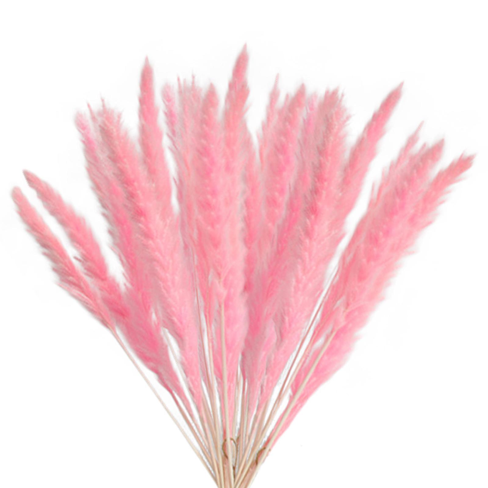 Сушеная пампасная трава Натуральный тростник Сушеные цветы Сушеная пампасная трава Букет цветов для бохо-домашнего декора Type 1