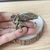 Solid Brass Pterosaur Statue Small Dragon Figurines  Home Desk Decorations