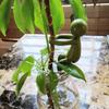 Plant Support Frame For Fixing Green Plants, Potted Plants To Prevent Them From Falling Over, Gardening Support, Cup Rim Decoration, And Cultivation.