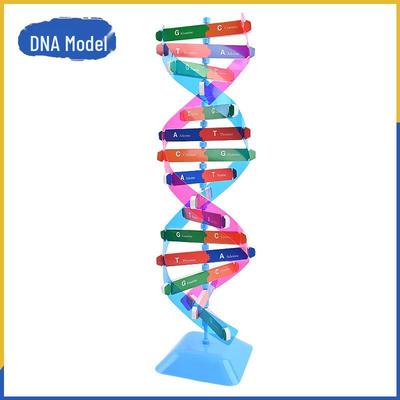 DNA Double Helix Genetic Structure Model for Teaching In Schools