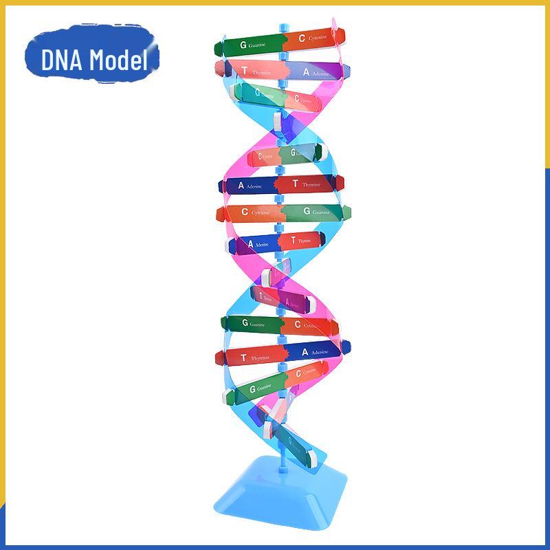 

Модель генетической структуры ДНК двойной спирали для обучения в школах