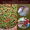 Cedar Farm Salt-Preserved Raw Black Pepper Whole Organic Kampot Pepper JAS Certified 50g Black Pepper Japan Quality