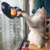 Interactive Track Ball Cat Toy Window Suction Cup Track Tunnel Ball Pets Toys Suitable for Entertainment Playing