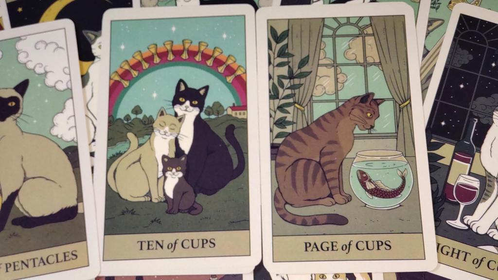 78 Cat Illustrations Tarot Cards Fortune Telling [AZAASU]