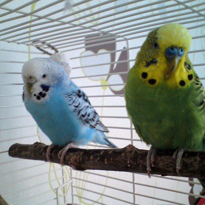 2/10pcs Natural Wood Bird Standing for Parrot Bird Perches Stick Parrot Stand Platform Wooden Exercise Climbing Paw Grinding