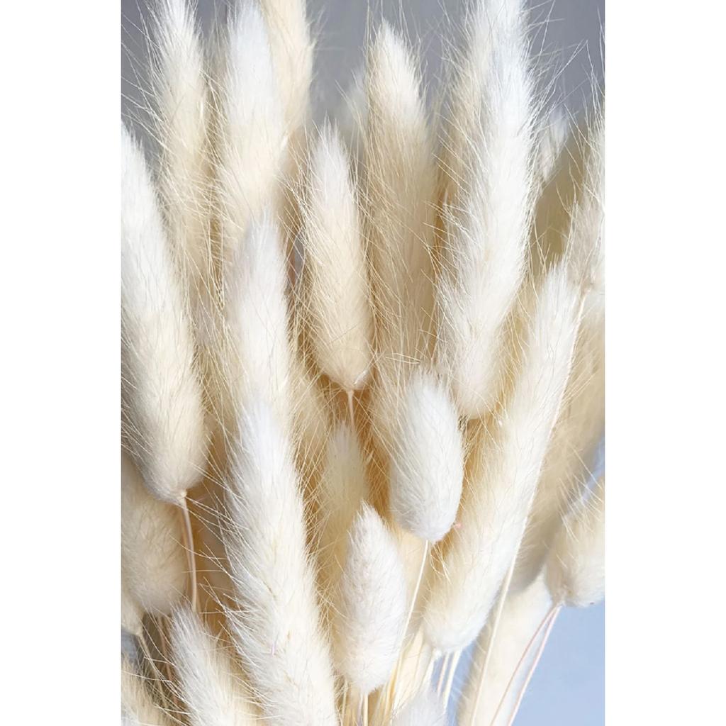Erba di cotone essiccata naturale, coda di coniglio, composizione di bouquet da sposa, fiori Lagurus, 30 rami