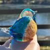 Vogelfiguren Heimdekoration Blaue Vogelstatue aus Glas Heim Tischdekoration Mittelstück Dekorative Glasgeblasene Vogelfiguren Für