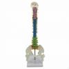 Human Spine Model with Pelvis Colored Structural Upright for Chiropractors, Students,